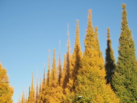 Yellow maidenhair trees in Meiji Jingu Gaien